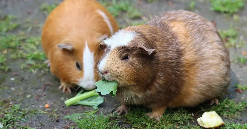 Can You Overfeed a Guinea Pig