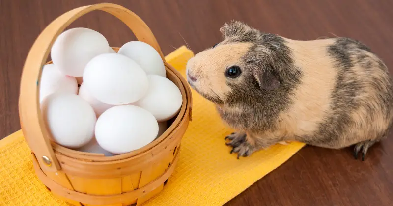 Can You Overfeed a Guinea Pig: guinea pig with bucket of eggs