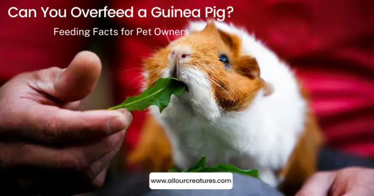 Can You Overfeed a Guinea Pig? Feeding Facts for Pet Owners