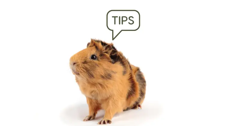 DIY Guinea Pig Toys: tips