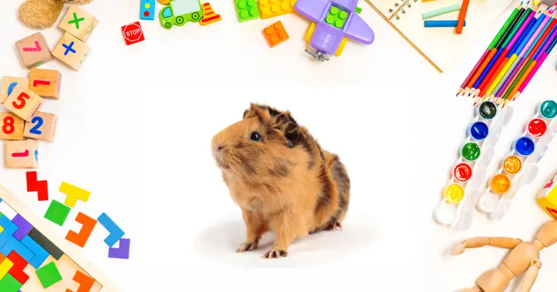 DIY Guinea Pig Toys: Easy and Fun Ideas for Your Furry Friend