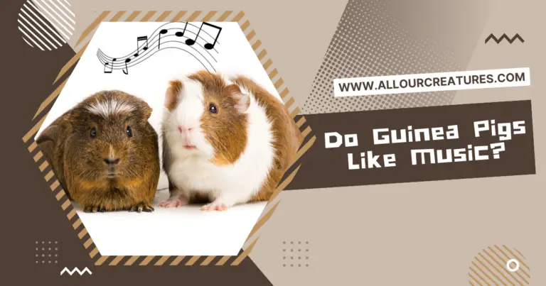 Do Guinea Pigs Like Music: A Surprising Answer