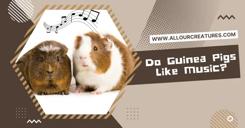 Do Guinea Pigs Like Music