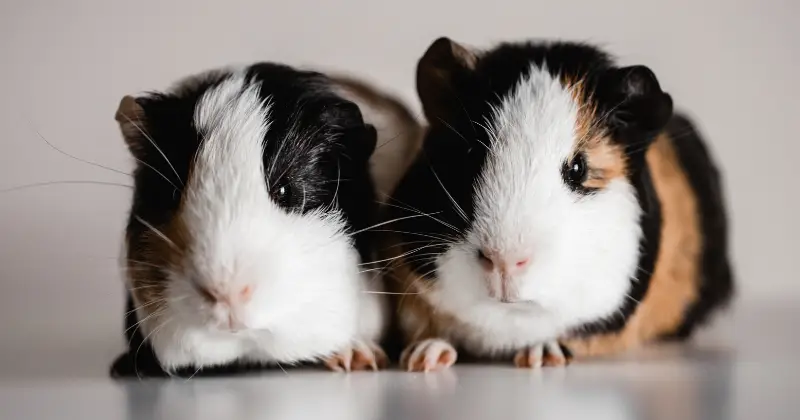 How Do Guinea Pigs Play With Each Other? playing