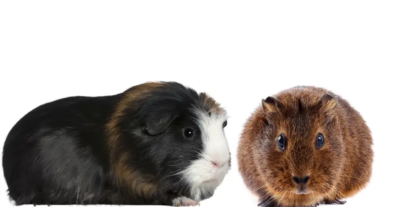 How Do Guinea Pigs Play With Each Other