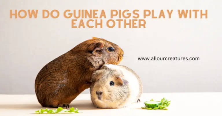 How Do Guinea Pigs Play With Each Other: Fun Explained