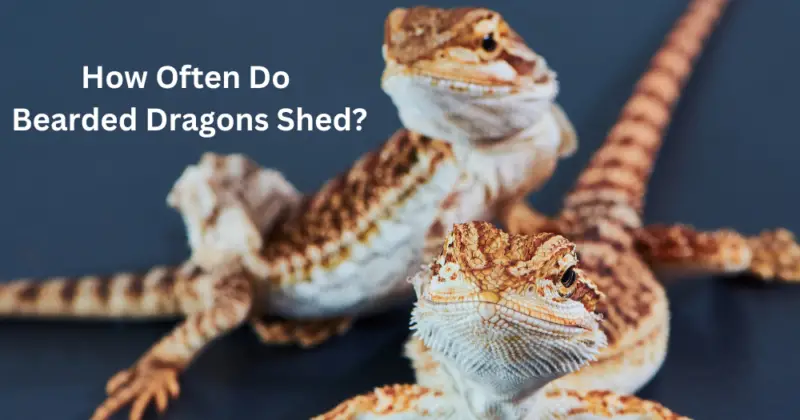How Often Do Bearded Dragons Shed: Essential Facts and Tips