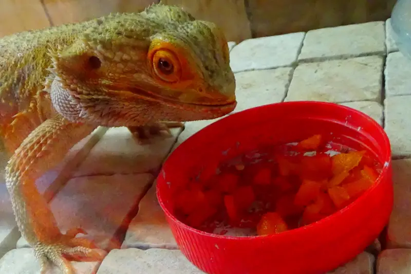 How Long Can a Bearded Dragon Go Without Eating: beardie eating