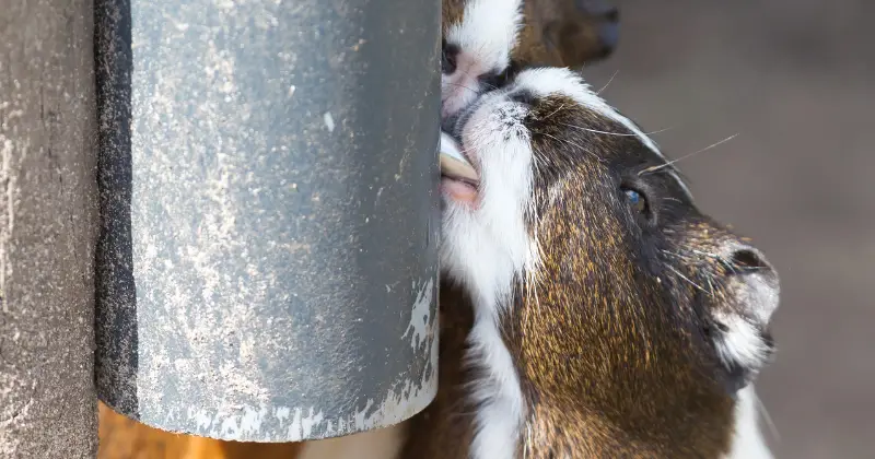 How Much Water Do Guinea Pigs Drink A Day