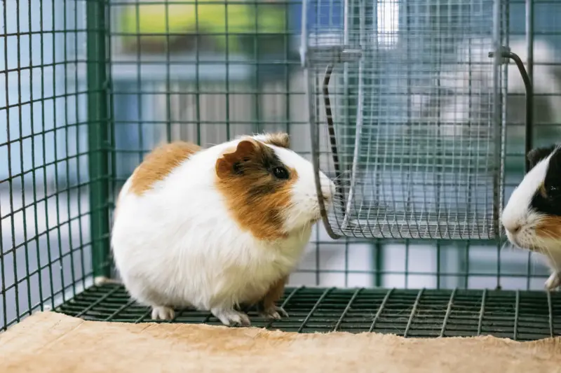 How Often Should You Clean Guinea Pig Cage