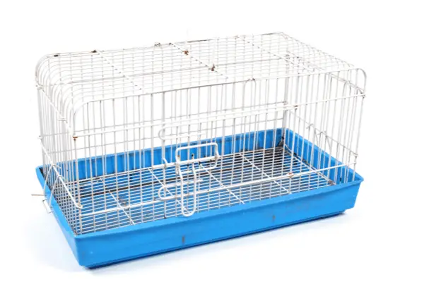 How Often Should You Clean Guinea Pig Cage