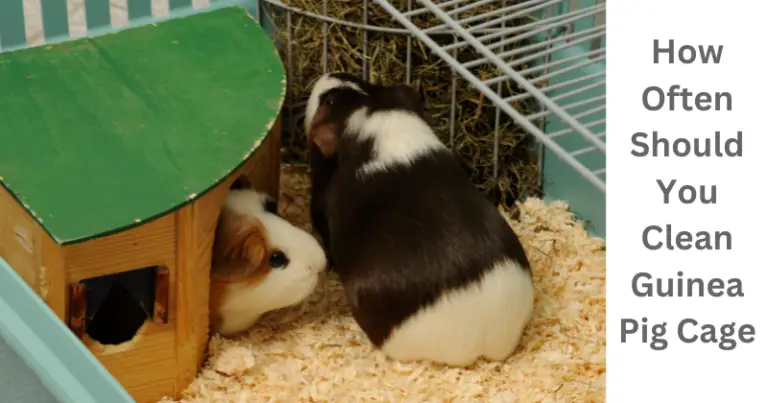 How Often Should You Clean Guinea Pig Cage: A Quick Guide for Happy Pets