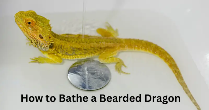 How to Bathe a Bearded Dragon: bathing