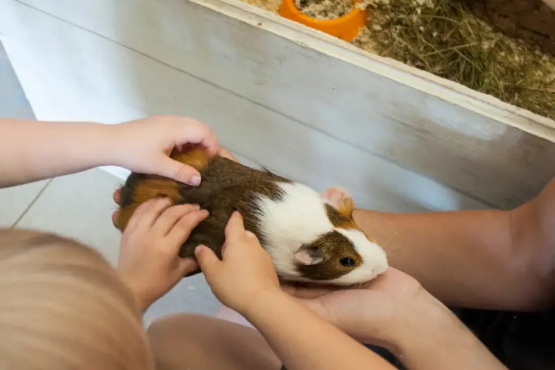 How to Spoil Your Guinea Pig 