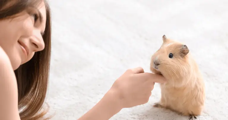 How to Spoil Your Guinea Pig: Ultimate Pampering Guide