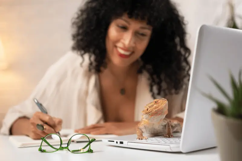 How to Tell the Gender of a Bearded Dragon: bearded dragon standing on laptop and girl smiling on it