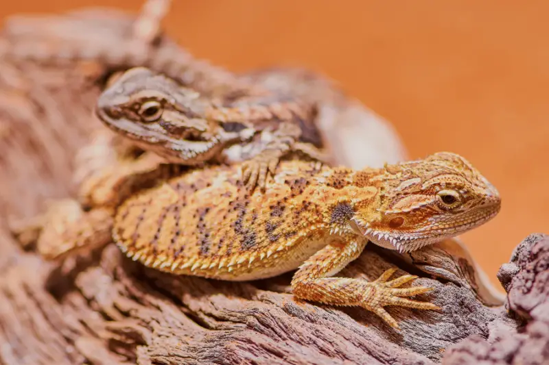 How to Tell the Gender of a Bearded Dragon: mating