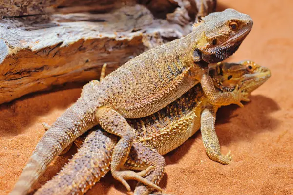 bearded dragons mating: How to Tell the Gender of a Bearded Dragon