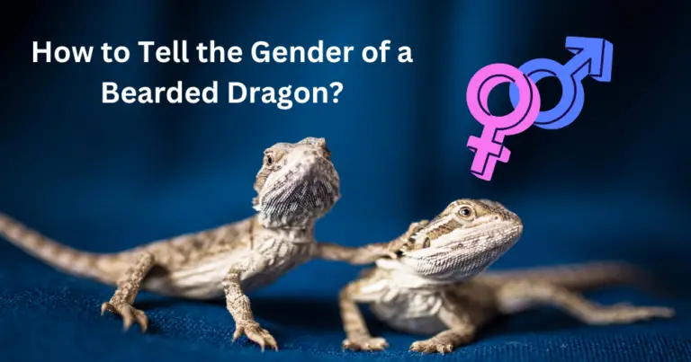 How to Tell the Gender of a Bearded Dragon: A Quick and Easy Guide