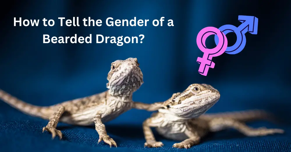 How to Tell the Gender of a Bearded Dragon