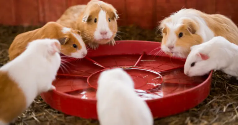 How Much Water Do Guinea Pigs Drink A Day: A Quick Guide