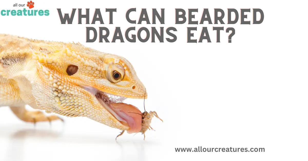 What Can Bearded Dragons Eat