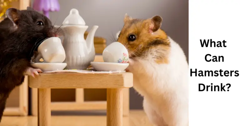 What Can Hamsters Drink: A Quick Guide