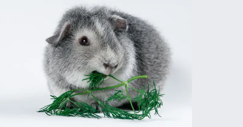 What Wild Plants Can I Feed My Guinea Pig 