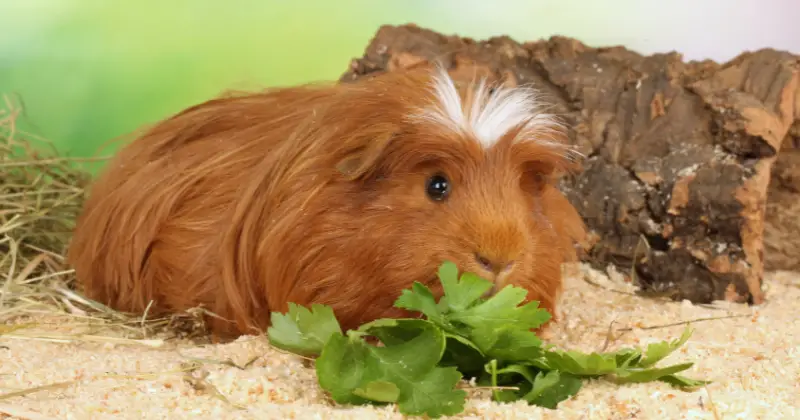 What Wild Plants Can I Feed My Guinea Pig 