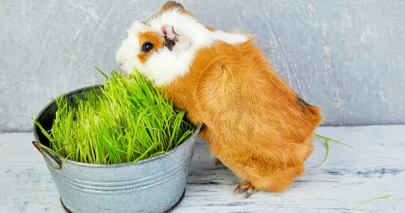 What Wild Plants Can I Feed My Guinea Pig