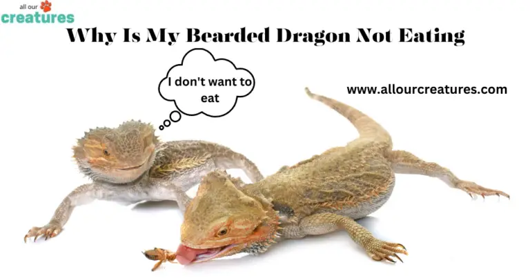 Why Is My Bearded Dragon Not Eating? Top Causes Explored