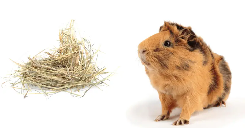 Why Is My Guinea Pig Not Eating Hay: Guinea pig looking at hay