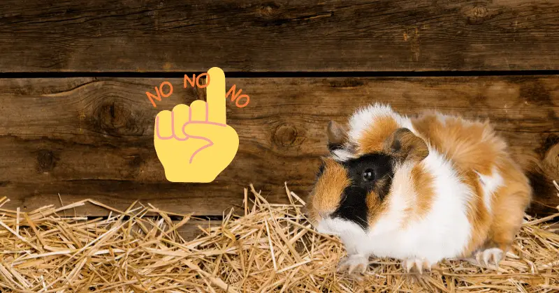 Why Is My Guinea Pig Not Eating Hay: guinea pig saying no to hay