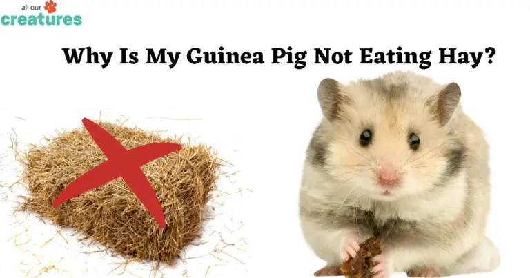 Why Is My Guinea Pig Not Eating Hay: Quick Answers and Solutions