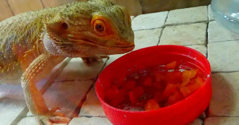Can Bearded Dragons Eat Carrots - A Beardie eating cooked carrots
