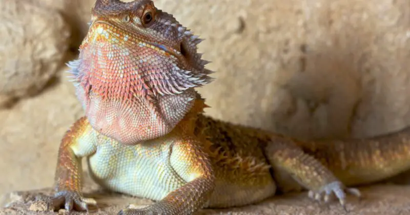 Can Bearded Dragons Eat Carro