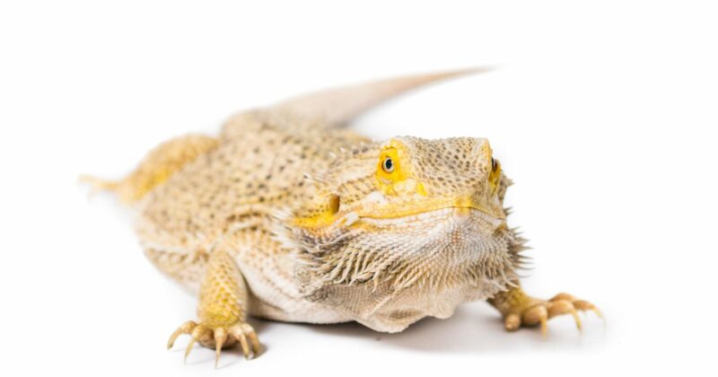 Can Bearded Dragons Eat Carrots (5)