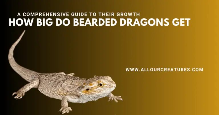 How Big Do Bearded Dragons Get: A Comprehensive Guide to Their Growth