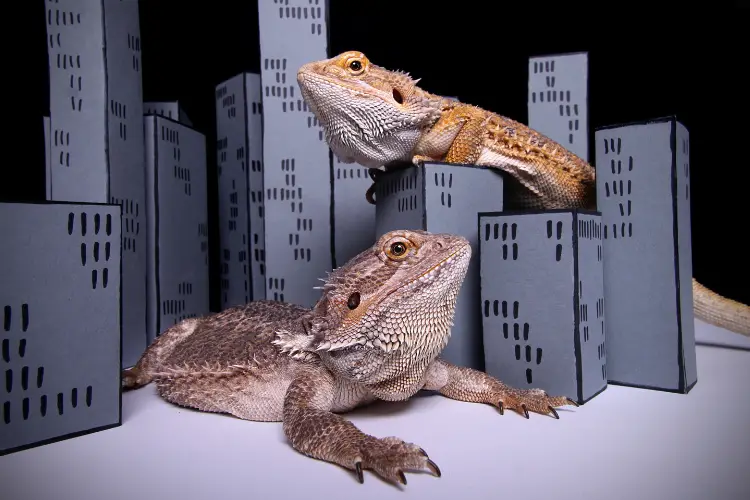 How Big Do Bearded Dragons Get: Bearded Dragons