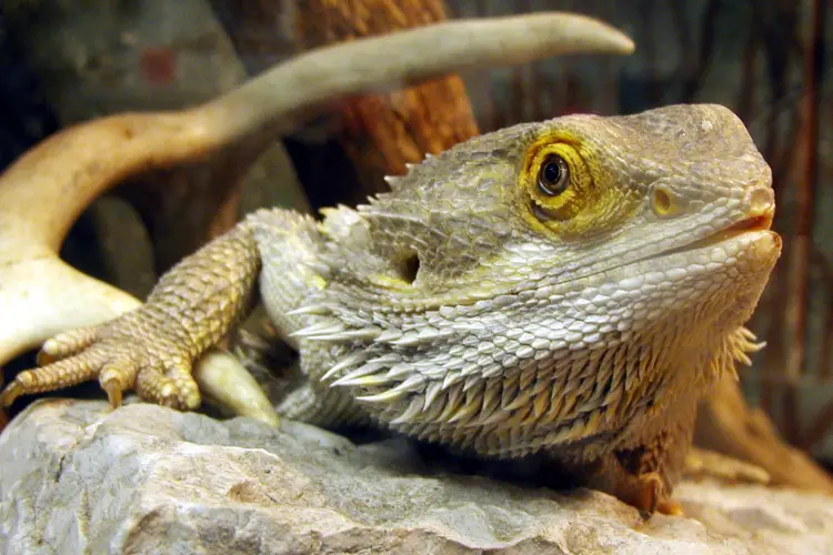 How Long Do Bearded Dragons Live:  Bearded Dragon