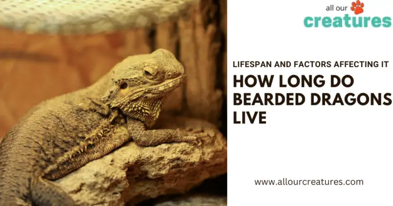 How Long Do Bearded Dragons Live: Lifespan and Factors Affecting It