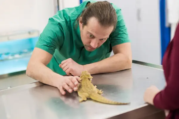 Caring for Your Bearded Dragon: What Size Tank for Bearded Dragon
