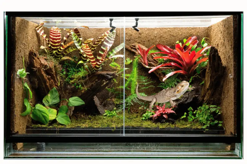 What Size Tank for Bearded Dragon: bearded dragon tank