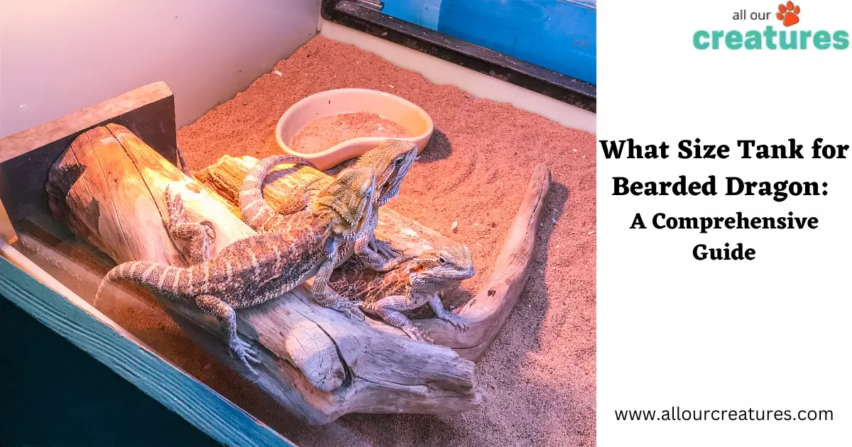 What Size Tank for Bearded Dragon A Comprehensive Guide