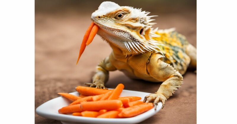 Can Bearded Dragon Eat Carrots - a bearded dragon with a plate of carrots