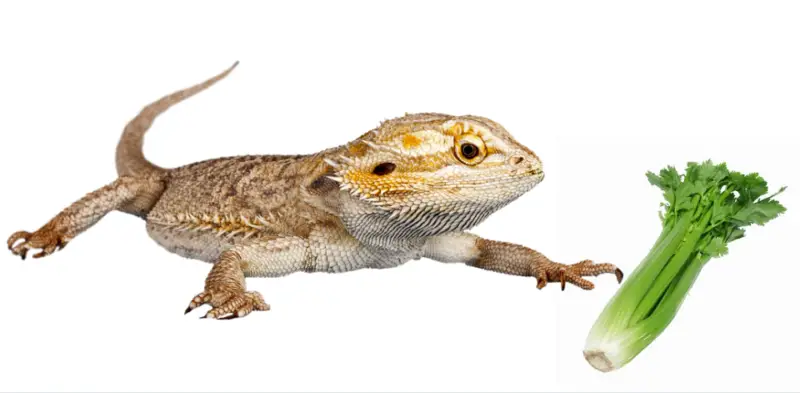 Bearded Dragons and Celery Consumption