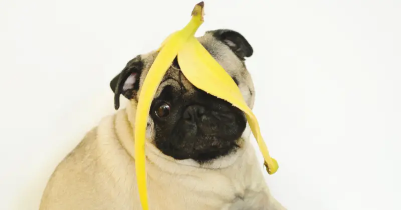 Are Bananas Safe for Pugs