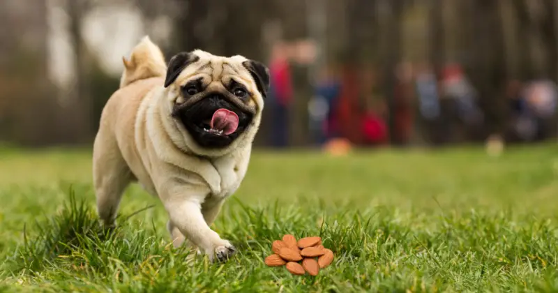 Can Pugs Eat Almonds