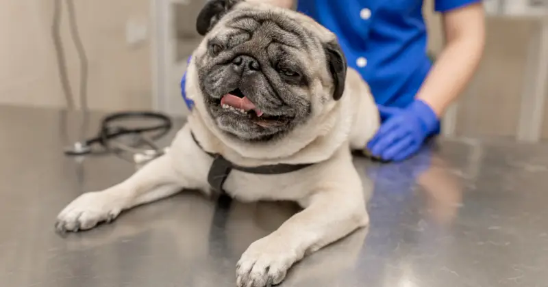 Can Pugs Eat Apples: pug with vet