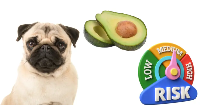 Can Pugs Eat Avocado 